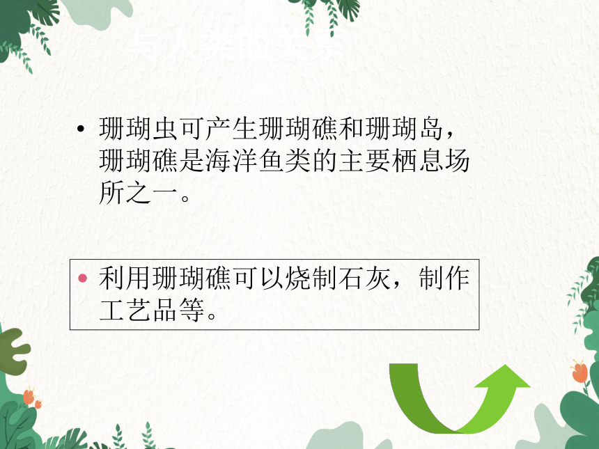 人教版生物八年级上册 5.1.1 腔肠动物和扁形动物 课件(共17张PPT)