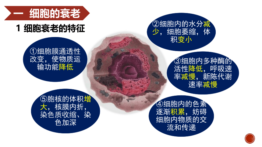 6.3细胞的衰老和死亡 课件(共20张PPT) 2022-2023学年高一上学期生物人教版必修1