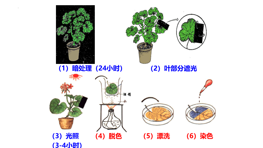 3-4-1植物的光合作用课件 (共18张PPT)2022-2023学年苏科版生物七年级上册