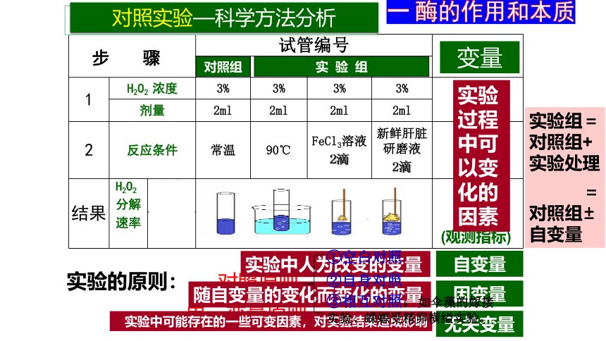 5.1降低化学反应活化能的酶课件(共41张PPT)