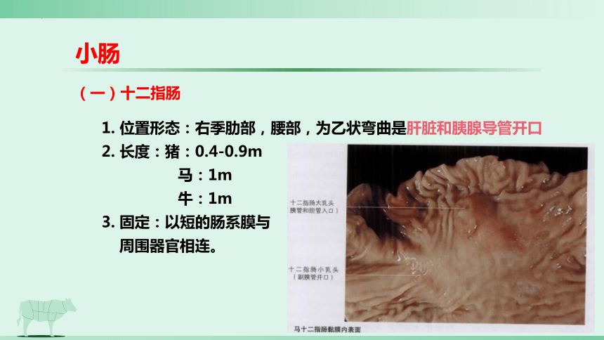 3.2 消化腺的识别 肠肝和胰 课件(共21张PPT)《畜禽解剖生理（第四版）》同步教学(高教版)