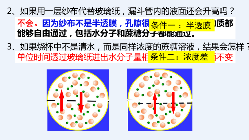 2021—2022学年 高一上学期 人教版（2019）必修1    4.1 被动运输   课件（33张）