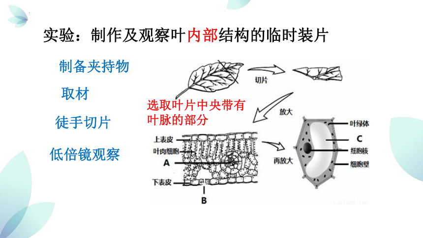 重难点讲解02 植物与跨学科-2023年中考跨学科案列分析【热点?重点?难点】精讲专练（上海专用）(共31张PPT)