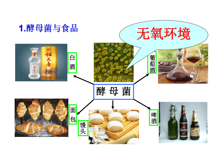 北师大版八年级上册 18.2微生物与人类的关系课件(共21张PPT)