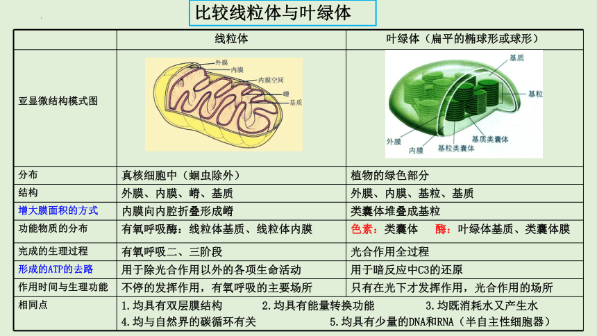 10 光合作用-2024年高考生物一轮复习(共51张PPT)（新教材新高考）