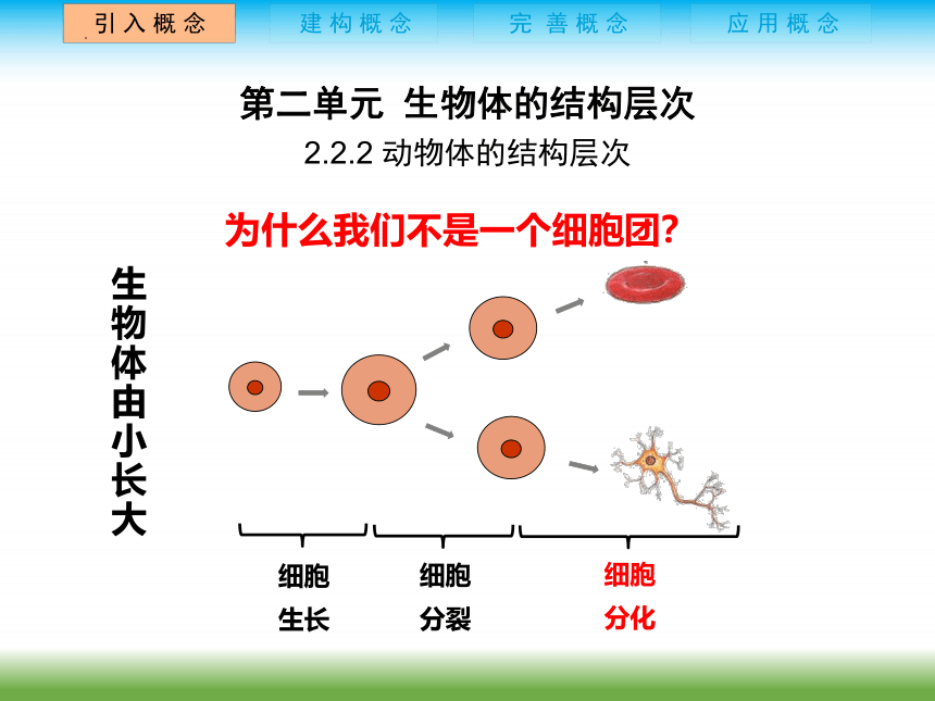 2022-2023 学年 人教版生物七年级上册 2.2.2 动物体的结构层次  课件 (共14张PPT)