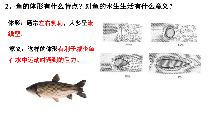 2022-2023学年人教版八年级生物上册 5.1.4鱼课件（共20张PPT 含两段视频）