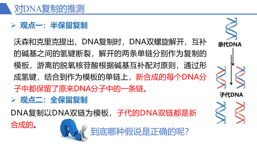 3.3 DNA的复制课件(共34张PPT)-人教版必修2