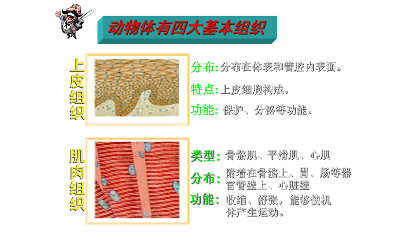 2.2.2 动物体的结构层次课件(共22张PPT)2022--2023学年人教版生物七年级上册