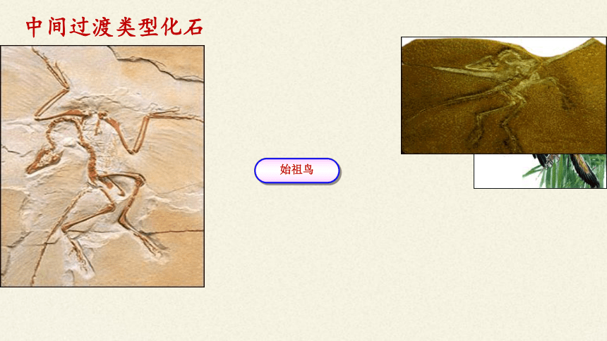 北师大版生物八年级下册 7.21.2 生物的进化 课件(共33张PPT)