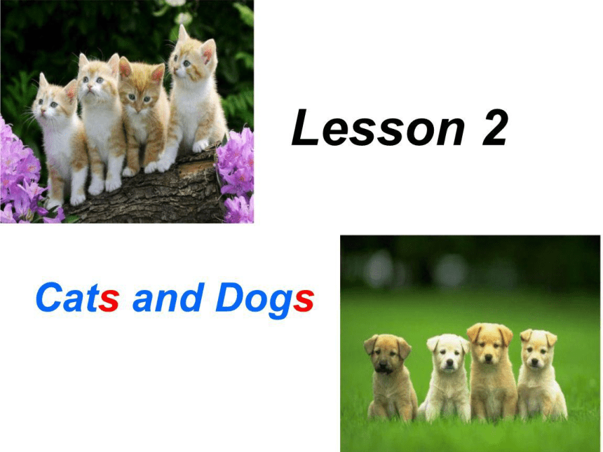 Unit 1  Animals on the farm-Lesson 2 Cats and Dog课件（32张PPT）