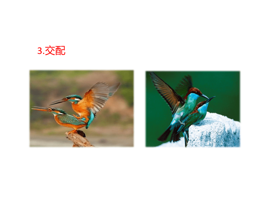 济南版八年级生物上册 鸟的生殖和发育 课件（38张ppt）