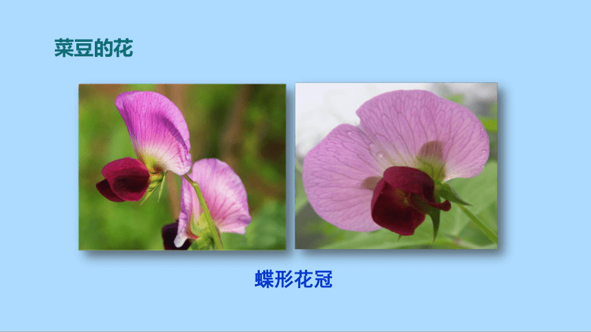 冀教版生物七年级上册1.3.6.1 双子叶植物课件(共20张PPT)