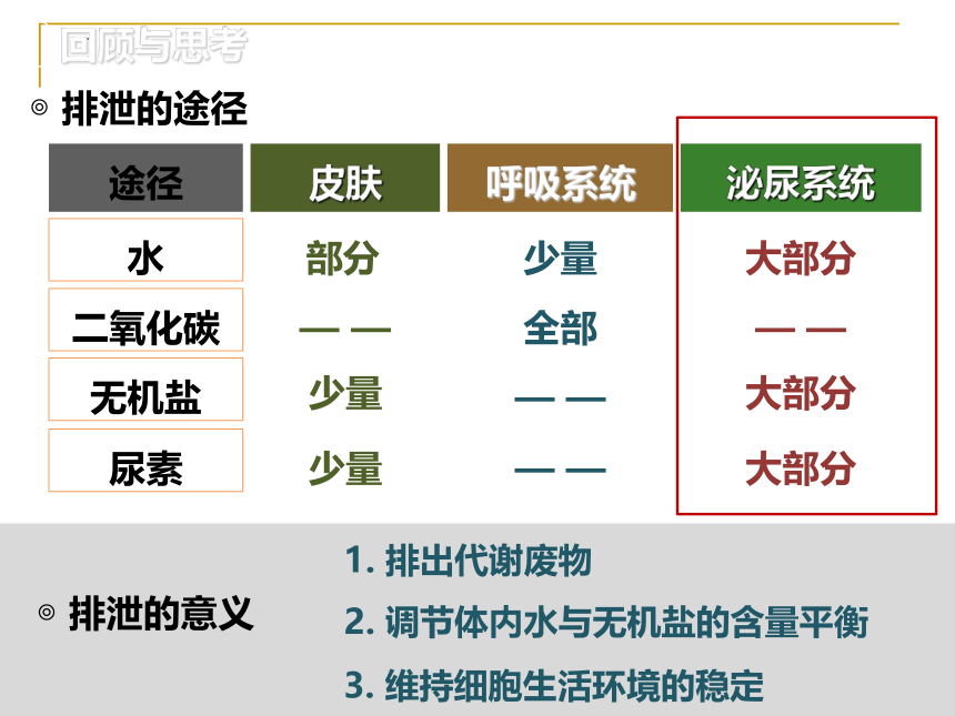 2021--2022学年北师大版生物七年级下册 11.2尿的形成与排出  课件（共35张PPT）