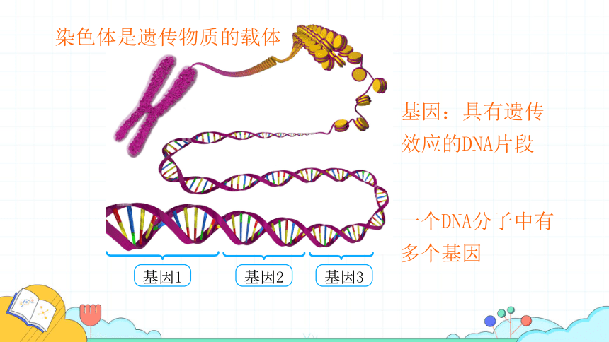 7. 2.2基因在亲子代间的传递课件(共24张PPT)