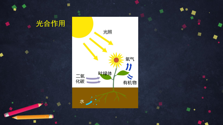 2021--2022学年北京版生物七年级上册4.2绿色植物的光合作用-- 光合作用的意义及实践应用课件（32张PPT）