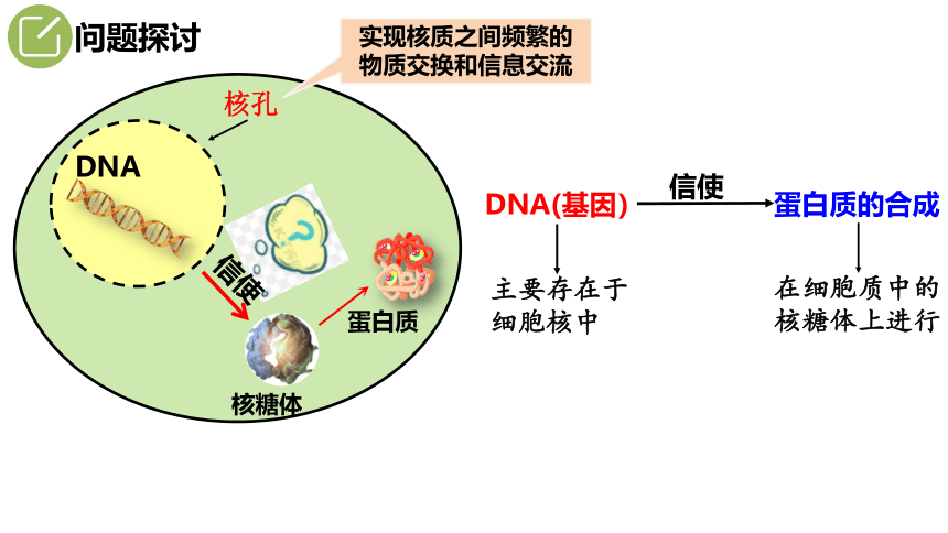 生物人教版(2019）必修2 4.1基因指导蛋白质的合成（共32张ppt）