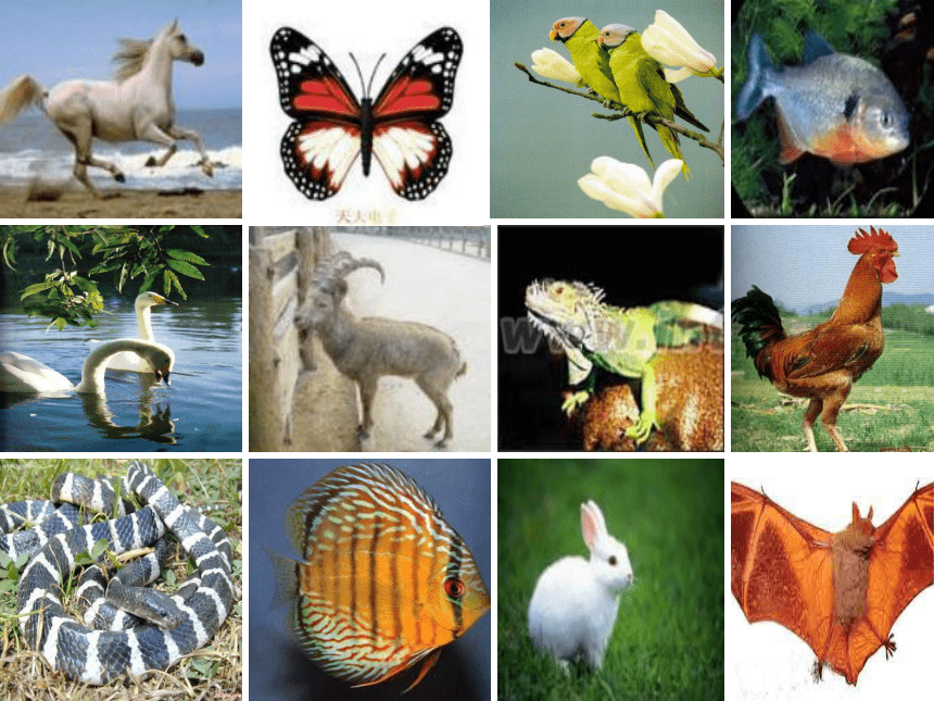 苏教版（2017秋）一年级下册科学课件-4.10 形形色色的动物  （课件共34张PPT）