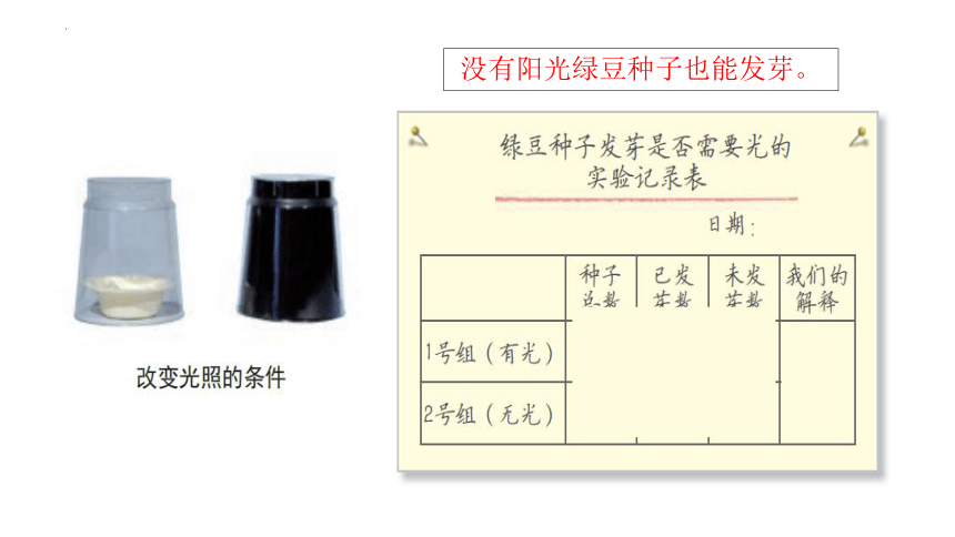 教科版（2017秋）小学科学 五年级下册2.2比较种子发芽实验 课件(共13张PPT)