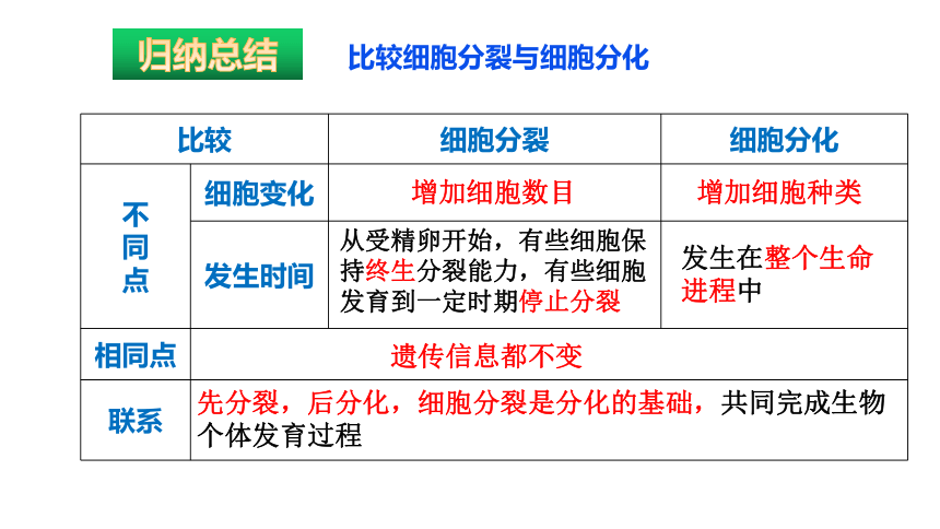 2021-2022学年高中生物人教版（2019）必修一6.2 细胞的分化课件（23张PPT）