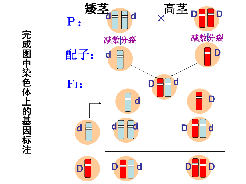 2020-2021学年高一下学期生物人教版必修二2.2基因在染色体上课件 （30张ppt）