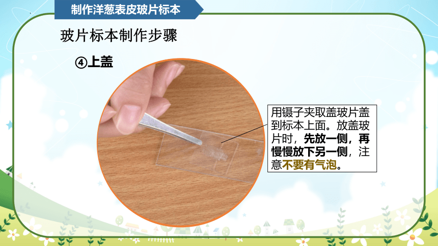 教科版（2017秋）小学科学 六年级上册 1.4 观察洋葱表皮细胞（课件 共21张PPT）