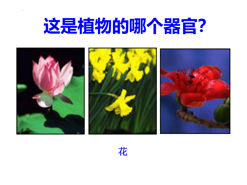 2.2.3植物体的结构层次课件(共30张PPT)2022--2023学年人教版生物七年级上册