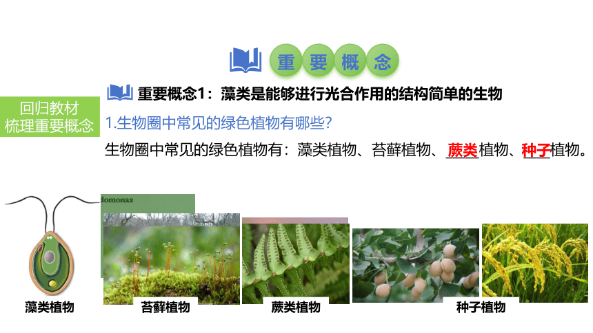 2024中考一轮复习：第6讲 绿色植物的类群课件(共21张PPT)