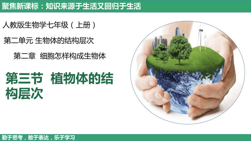 2.2.3 植物体的结构层次 初中生物学人教版 七年级上册 授课课件(共22张PPT)