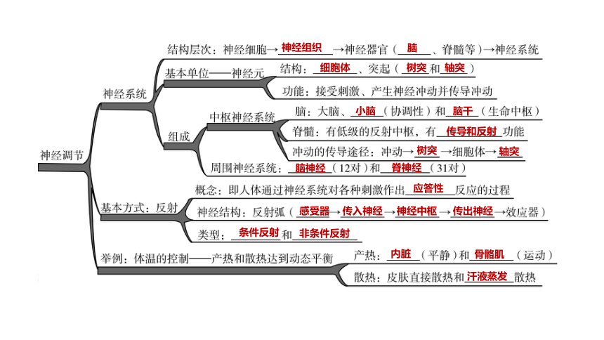 2022年浙江省中考科学一轮复习 第08课时　生命活动的调节（课件 38张PPT）