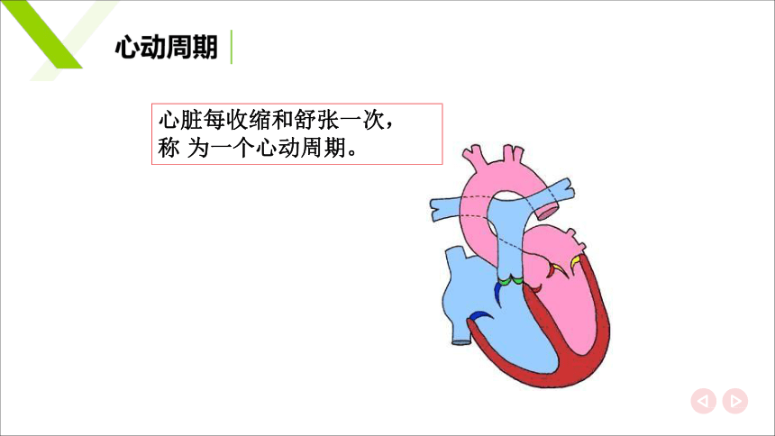 7.2 心脏活动的观察 课件(共19张PPT)《畜禽解剖生理（第四版）》同步教学(高教版)