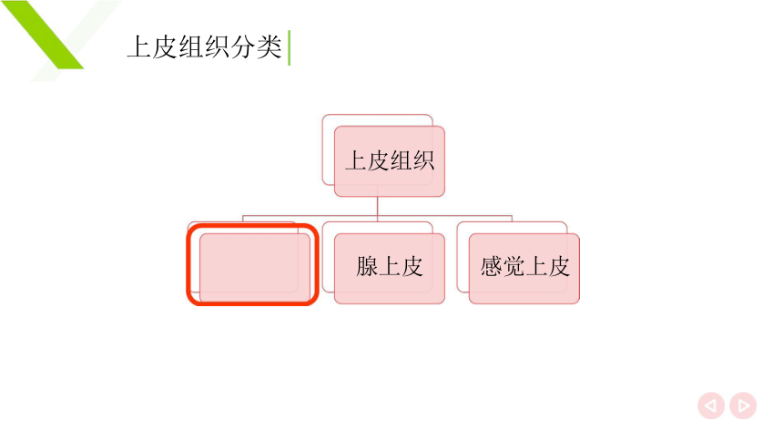 1.2.1上皮组织 课件(共24张PPT)《畜禽解剖生理（第四版）》同步教学(高教版)