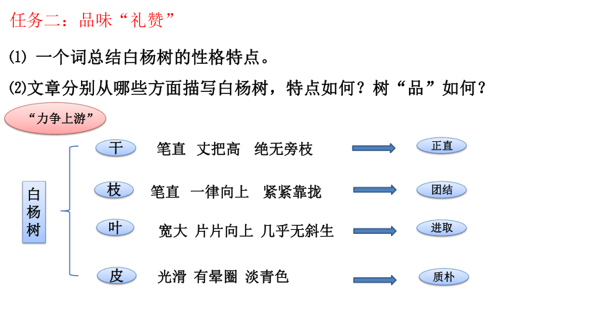 15 白杨礼赞(公开课）课件(共24张PPT)