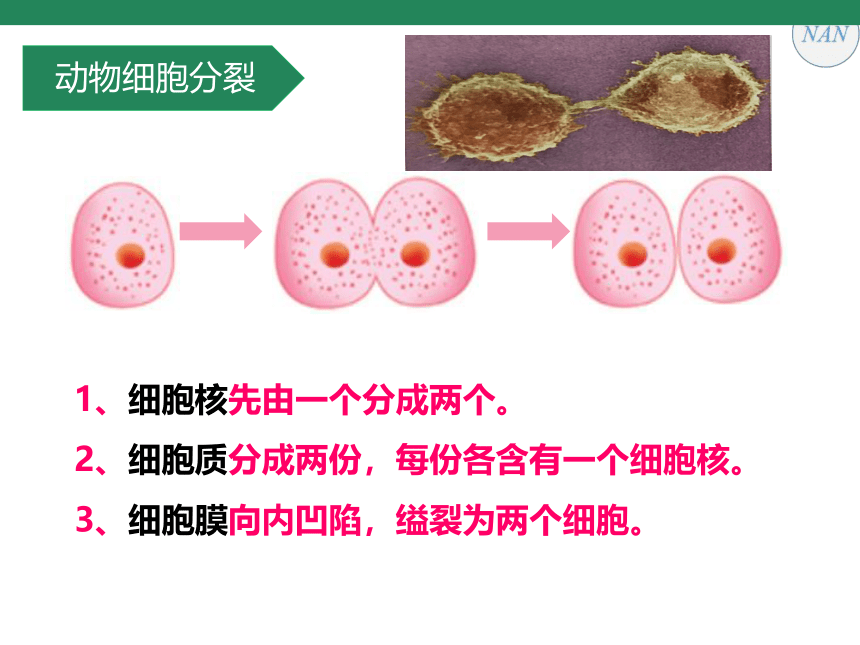 第二单元第二章第一节 细胞通过分裂产生新细胞课件(共16张PPT)