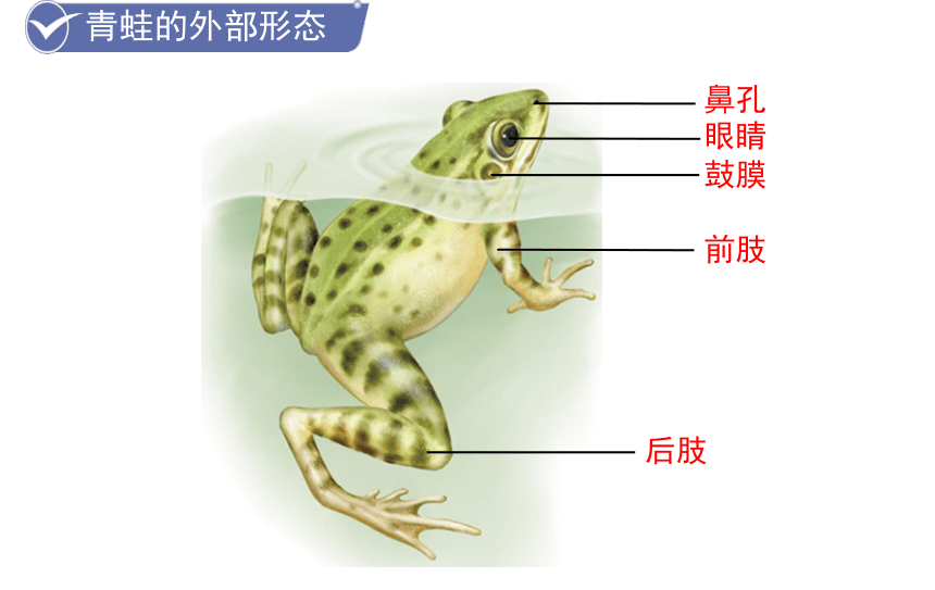 5.1.5 两栖动物和爬行动物  课件(共28张PPT)2021-2022学年人教版生物八年级上册