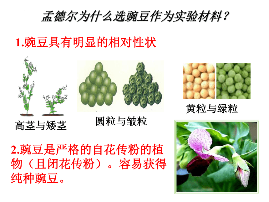 7.2.3  基因的显性和隐性  课件（29张PPT）-2022-2023学年人教版生物八年级下册