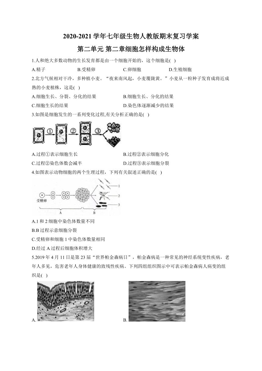 第二单元 第二章细胞怎样构成生物体 练习题（ Word版含解析）