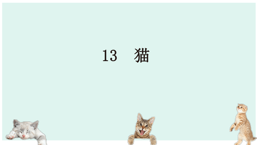 13  猫  课件 (共21张PPT)