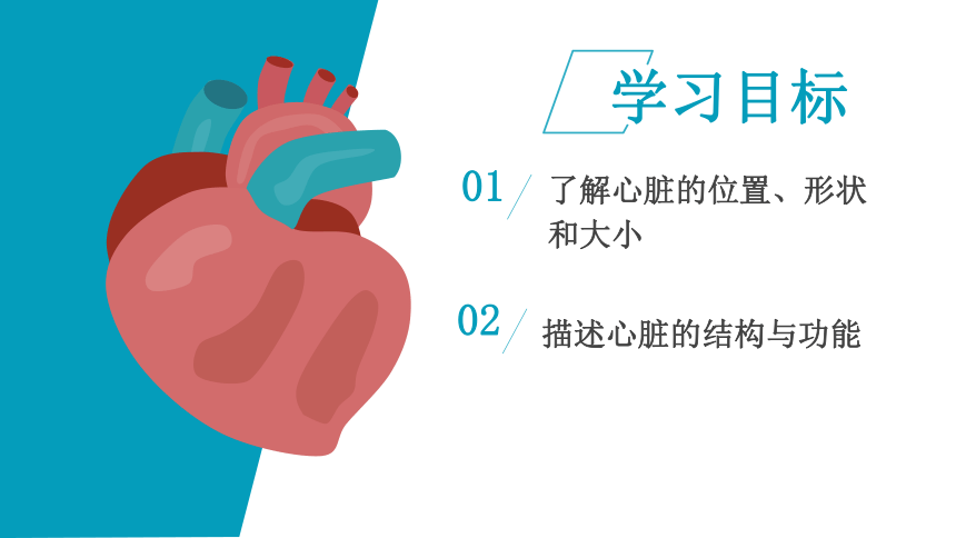 4.4.3输送血液的泵——心脏课件(共18张PPT)2022--2023学年人教版生物七年级下册
