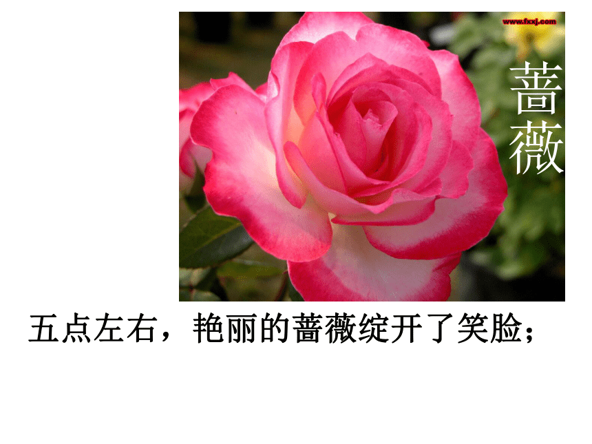 13.《花钟》课件(共22张PPT)