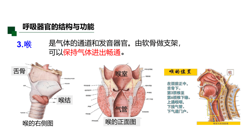 3.5 生物的呼吸和呼吸作用 课件（32张PPT)