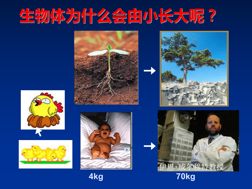 人教版七年级上册生物 2.2.1 细胞通过分裂产生新细胞 课件（25张PPT）