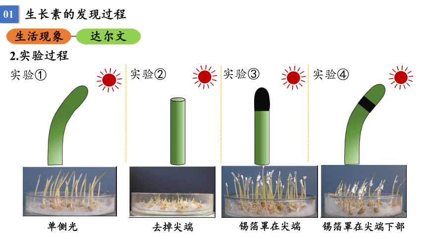 5.1 植物生长素课件2021-2022学年高二上学期生物人教版选择性必修1(33张PPT）