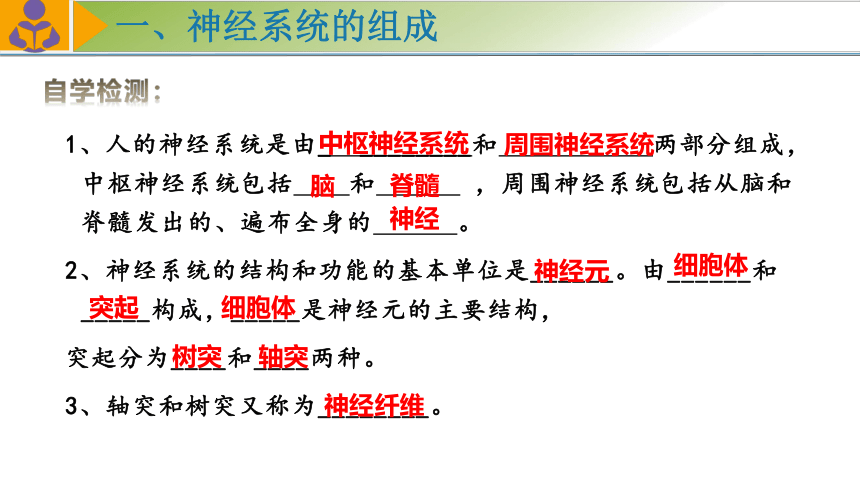 4.12.2人体的神经调节（第一课时）课件 (共34张PPT)苏教版生物七年级下册