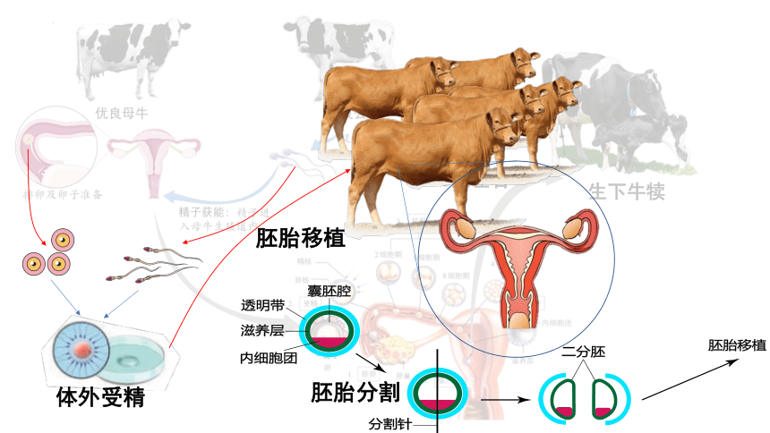 2.3胚胎工程（第2课时胚胎工程技术及其应用）(共31张PPT)课件-人教版（2019）选择性必修3