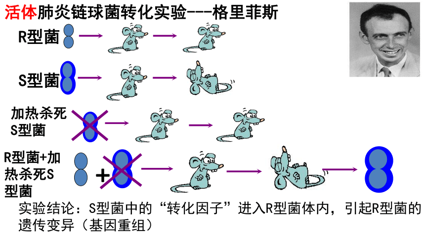 2022届浙江学考复习生物：专题八 DNA的复制、蛋白质的转录、翻译(共35张PPT)