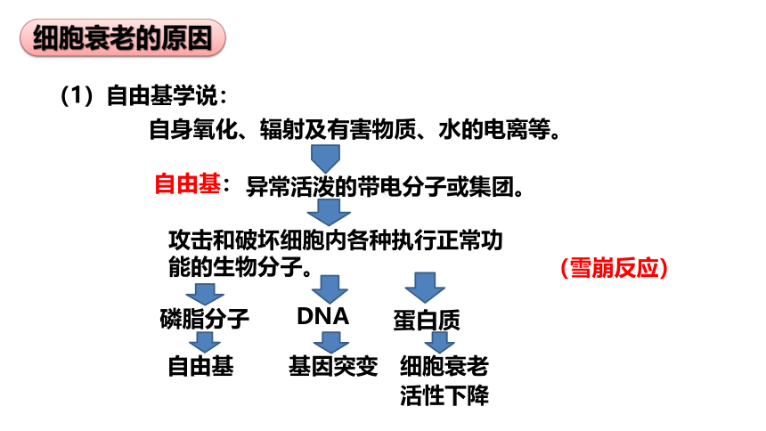 生物人教版（2019）必修1 6.3细胞的衰老和死亡（共18张ppt）