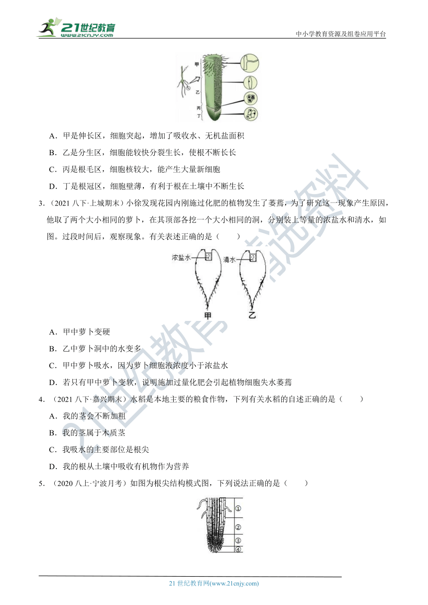 【8年级下册同步讲练测】4.3 植物的根与物质吸收 知识点精练（含答案）