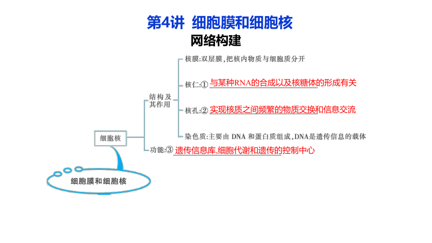 人教（2019）必修1《分子与细胞》知识网格构建