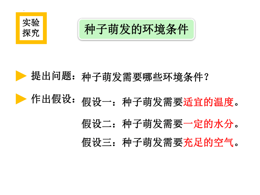 3.2.1种子的萌发  课件(共19张PPT)2022-2023学年人教版七年级生物上册